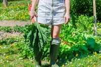 15 garden tips for May