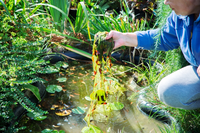 Take care of your pond in summer