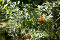 Top 5 alternatives to box hedging