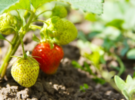 Fruit Trees for Small Spaces