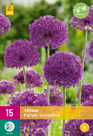 Allium Purple Sensation