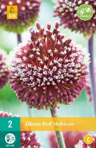 Allium Red Mohican