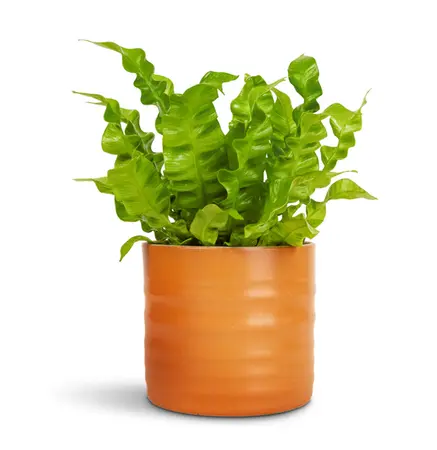 Amber 'Hadleigh' Ivyline Plant Pot 13cm - image 1