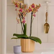 Apricot 'Positano' Ivyline Geo Plant Pot 13cm