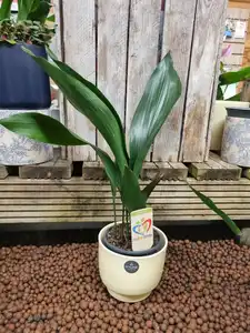 Aspidistra elatior 'Cast Iron' 13cm Pot Size