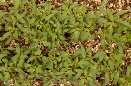 BetterGrow Vermiculite 3L - image 4