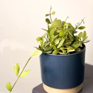 Blue 'Eno' Ivyline Plant Pot 13cm - image 2