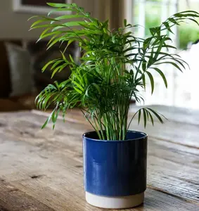 Blue 'Eno' Ivyline Plant Pot 13cm