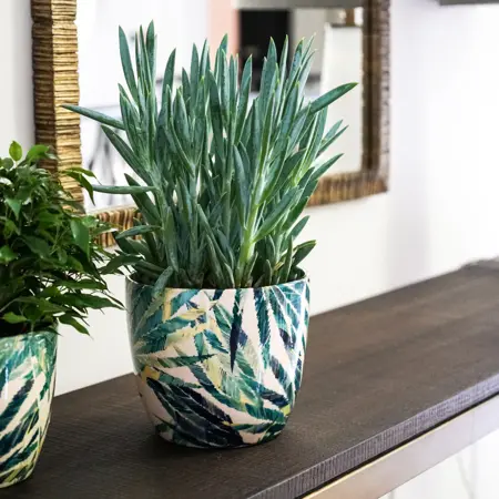 Botanical Fern 'Monza' Ivyline Plant Pot 13cm - image 1