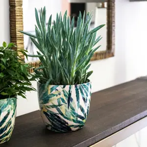 Botanical Fern 'Monza' Ivyline Plant Pot 13cm