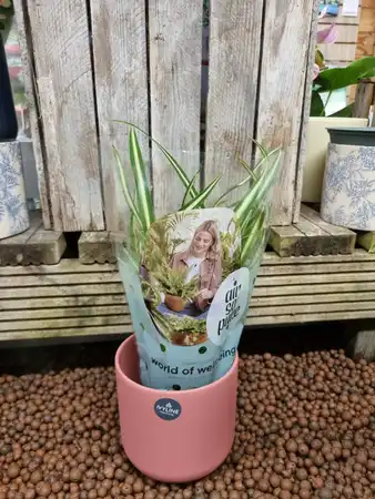 Chlorophytum comosum Atlantic 'Air So Pure' 12cm pot size - image 1