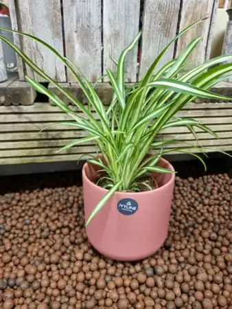 Chlorophytum comosum Atlantic 'Air So Pure' 12cm pot size - image 2