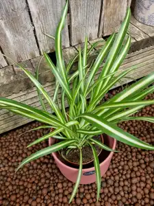Chlorophytum comosum Atlantic 'Air So Pure' 12cm pot size - image 3