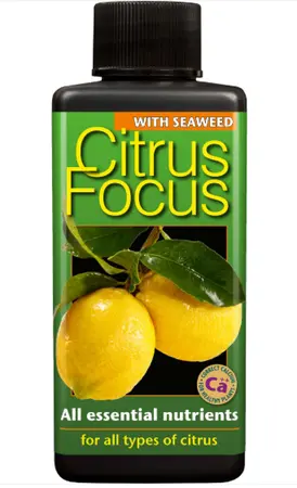 Citrus Focus 300ml - image 1
