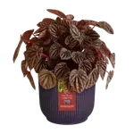 Deep Purple 'Winery' Elho Plant Pot 14cm