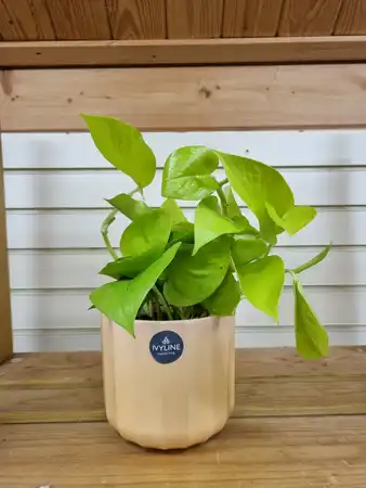 Epipremnum Pinnatum Golden Pothos 12cm Pot - image 1