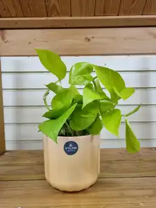 Epipremnum Pinnatum Golden Pothos 12cm Pot - image 1