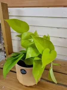Epipremnum Pinnatum Golden Pothos 12cm Pot - image 2