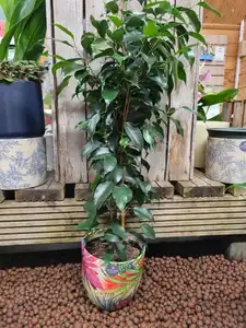 Ficus Benjaminia 'Danielle' - Weeping Fig 14cm Pot Size - image 1