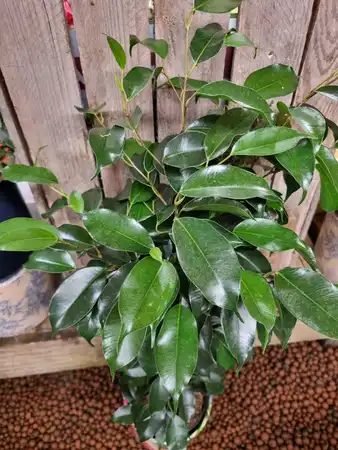 Ficus Benjaminia 'Danielle' - Weeping Fig 14cm Pot Size - image 2