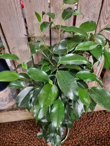 Ficus Benjaminia 'Danielle' - Weeping Fig 14cm Pot Size - image 2