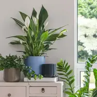 House Plants