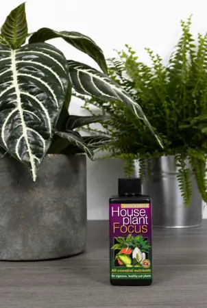 Houseplant Focus 300ml - image 2