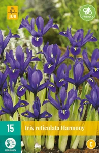Iris reticulata Harmony