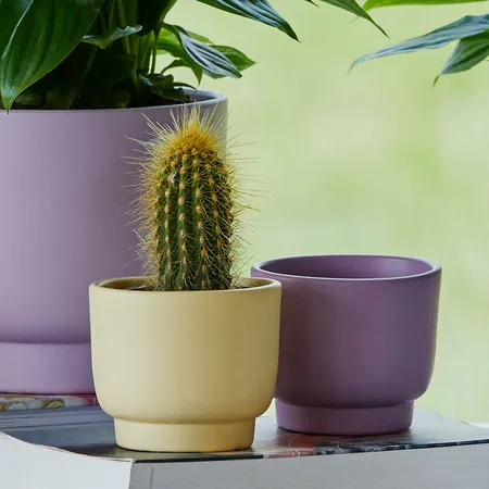Lemon Pastel 'Molla' Cacti Ivyline Plant Pot 13cm - image 1
