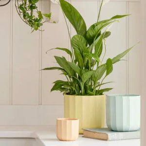 Lemon 'Positano' Ivyline Geo Plant Pot 13cm - image 1