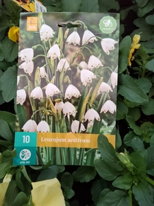 Leucojum aestivum