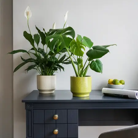 Lime 'Botanist' Ivyline Leaf Embossed Plant Pot 15cm - image 1