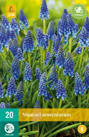 Muscari Armeniacum