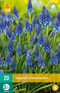 Muscari Armeniacum