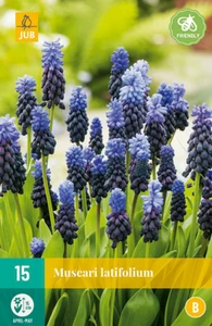 Muscari Latifolium