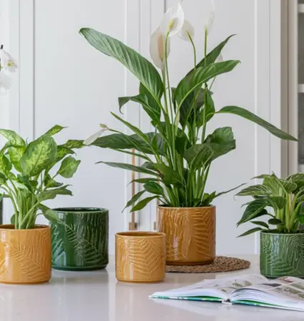 Mustard 'Orla' Ivyline Plant Pot 14cm - image 1