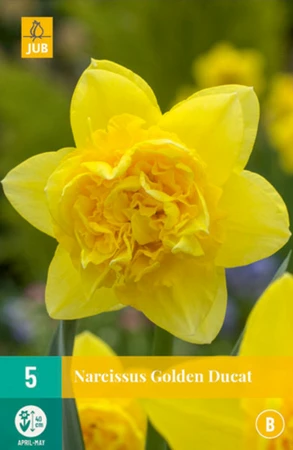 Narcissus Golden Ducat