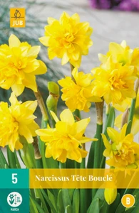 Narcissus Tete Boucle