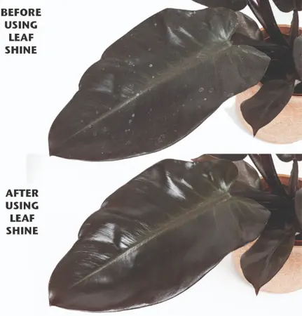 Organic Focus Leaf Shine - image 2