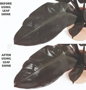 Organic Focus Leaf Shine - image 2