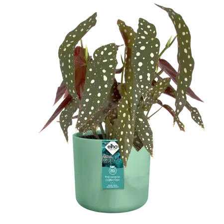 Pacific Green 'Ocean' Elho Plant Pot 14cm - image 2