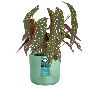 Pacific Green 'Ocean' Elho Plant Pot 14cm - image 2