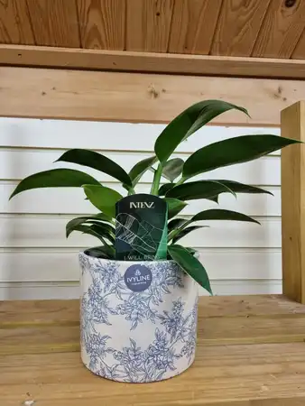 Philodendron erubescens 'Green Princess' 12cm Pot Size - image 1