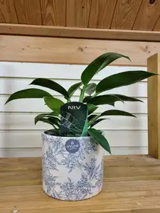 Philodendron erubescens 'Green Princess' 12cm Pot Size - image 1