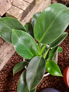 Philodendron erubescens 'Green Princess' 12cm Pot Size - image 2