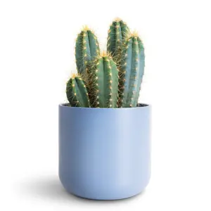 Powder Blue 'Lisbon' Ivyline Plant Pot 15cm