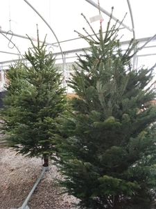 Premium Nordmann Fir 150cm-175cm