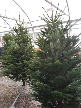 Premium Nordmann Fir 175cm-200cm