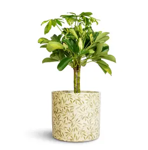 Sage 'Lazzaro' Foliage Ivyline Plant Pot 16cm