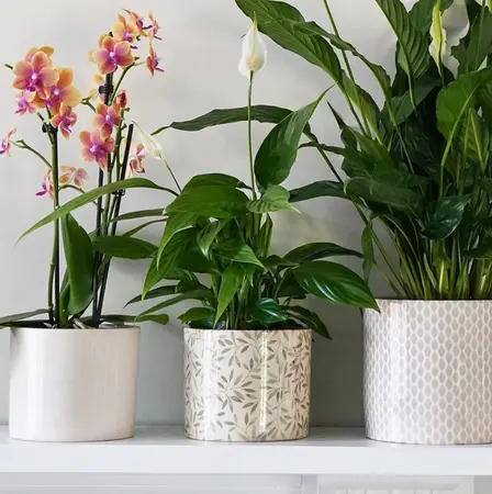 Sage 'Lazzaro' Foliage Plant Pot 13cm - image 1